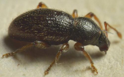 Réf. 232 453 : Exomias pellucidus